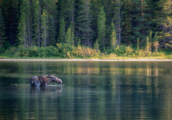 Glacier National Park 