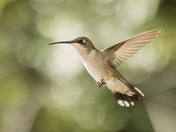 Ruby-throated Hummingbird 