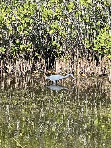 Canaveral National Seashore 
