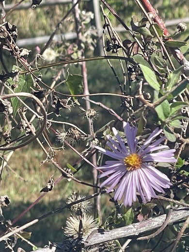 Canaveral National Seashore 