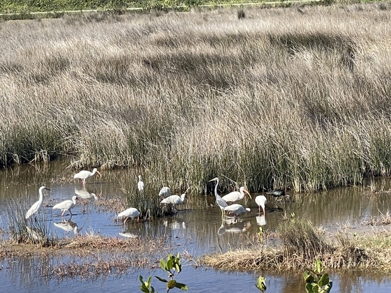 Canaveral National Seashore 
