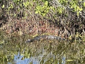 Canaveral National Seashore 