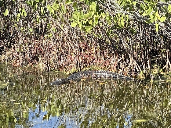 Canaveral National Seashore 