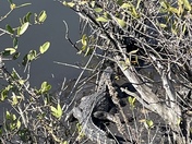 Canaveral National Seashore 