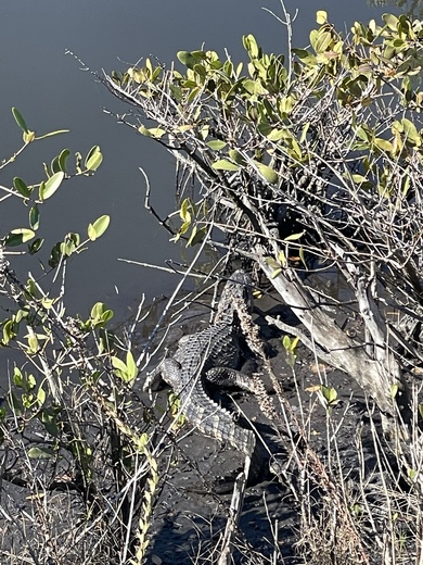 Canaveral National Seashore 