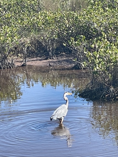 Canaveral National Seashore 