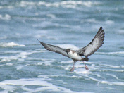 Great Shearwater