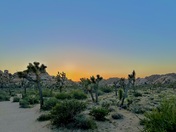 Joshua Tree National park 