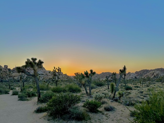 Joshua Tree National park 
