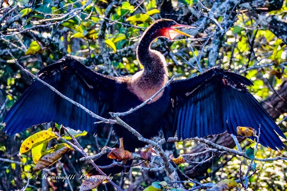 Everglades National Park