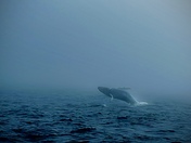 Monterey Bay