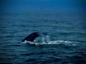 Monterey Bay