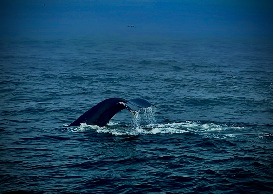Monterey Bay