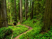 Redwood National and State Parks