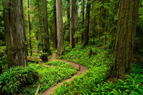 Redwood National and State Parks