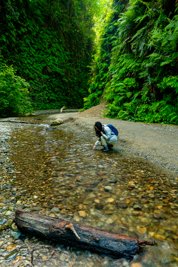 Redwood National and State Parks