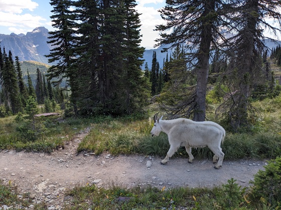 Glacier National Park 