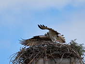 Mom Osprey Following the Juvenile(2)