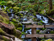 Sol duc trailhead