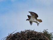 Juvenile Osprey Taking Flight (1)