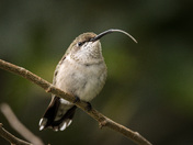 Ruby-throated hummingbird 