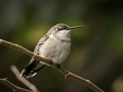 Hummingbird taking a break 