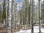 Coconino National Forest - Flagstaff