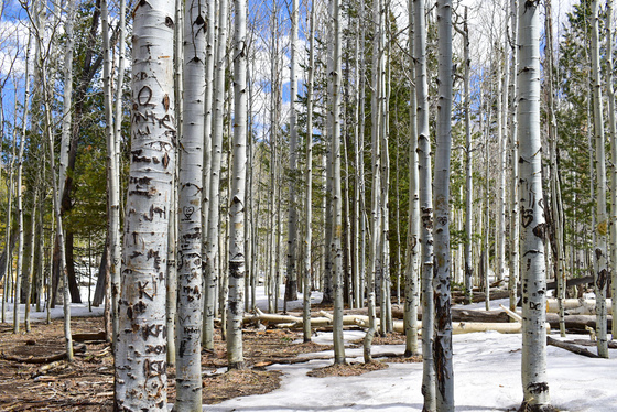 Coconino National Forest - Flagstaff