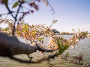 Tidal Basin, Washington, DC