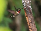 Hummingbird feeding on Sapsucker tree