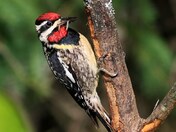 Male Yellowbellied Sapsucker