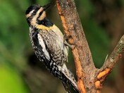 Female Yellowbellied Sapsucker