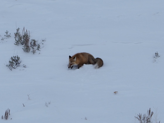 Yellowstone National Park