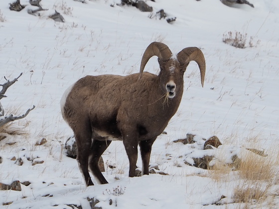 Yellowstone National Park