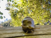 Muir Woods 