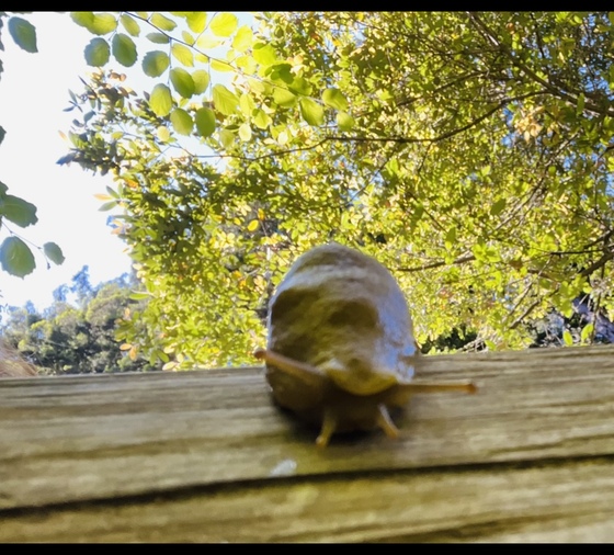 Muir Woods 