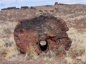 Petrified Forest National Park
