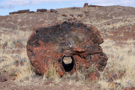 Petrified Forest National Park