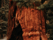 Sequoia National Park 