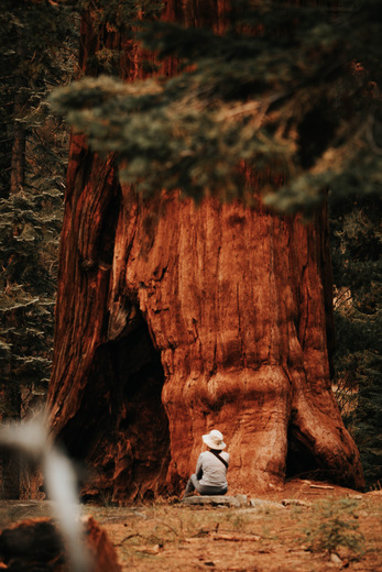 Sequoia National Park 