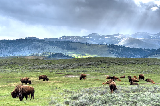 Yellowstone National Park