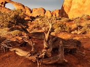 Arches National Park