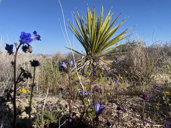 Joshua Tree National Park