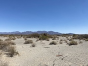 Desert Lily Sanctuary