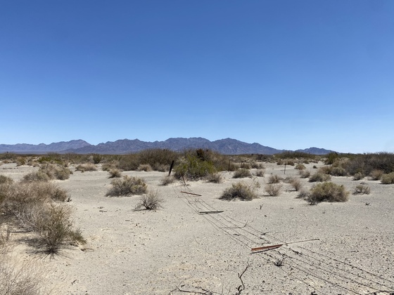 Desert Lily Sanctuary