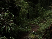 Redwoods National Park