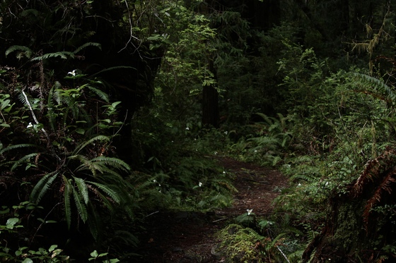 Redwoods National Park