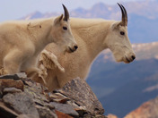 Arapahoe National Forest 