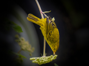 Yellow Warbler