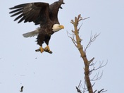 Bald eagle branch grab